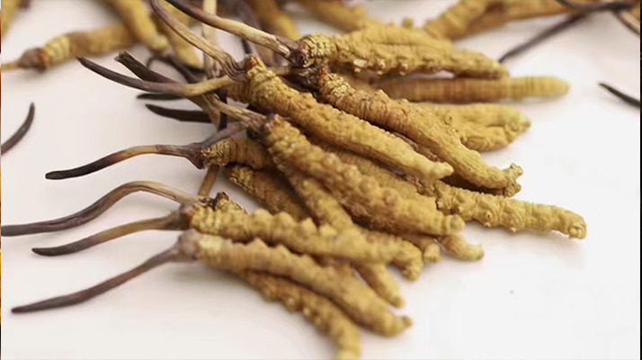 水溫決定營養(yǎng)！冬蟲夏草鮮草泡水溫度全解析?
