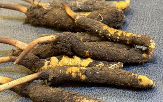 冬蟲(chóng)夏草鮮草怎么吃？科學(xué)用量指南