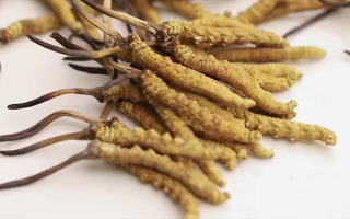水溫決定營養(yǎng)！冬蟲夏草鮮草泡水溫度全解析?