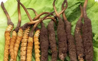 新鮮冬蟲(chóng)夏草能燉湯嗎？