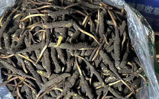 冬蟲夏草可以吃鮮的嗎？一文為你揭秘