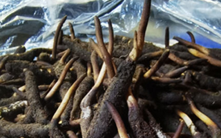 冬蟲夏草鮮草能不能泡酒？科學(xué)解析與實(shí)用指南