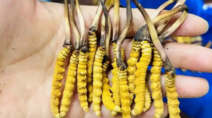 鮮冬蟲(chóng)夏草出水怎么辦？實(shí)用處理指南