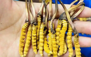 鮮冬蟲(chóng)夏草出水怎么辦？實(shí)用處理指南