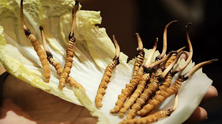 冬蟲(chóng)夏草為何鮮的好？深度解析鮮蟲(chóng)草的獨(dú)特優(yōu)勢(shì)