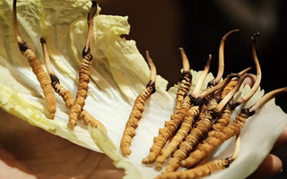 冬蟲(chóng)夏草為何鮮的好？深度解析鮮蟲(chóng)草的獨(dú)特優(yōu)勢(shì)