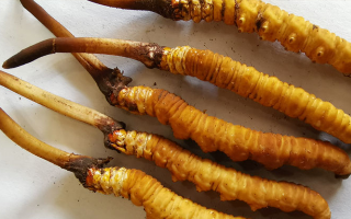 冬蟲夏草鮮草價(jià)格多少？揭秘其背后的定價(jià)密碼