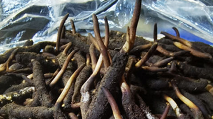 新鮮冬蟲夏草能放多久吃？一文掌握儲存與食用期限