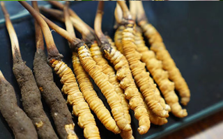 鮮冬蟲夏草什么季節(jié)最好？滋補(bǔ)時(shí)機(jī)大揭秘