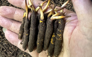 3000 條蟲草一克是幾只？深入解析蟲草規(guī)格與重量關(guān)系? ? ? ?