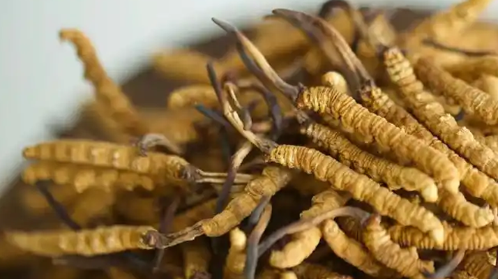冬蟲夏草特級多少錢一克？多因素交織下的價格探秘