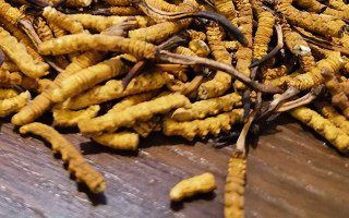 天然冬蟲夏草多少錢一克？
