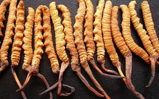 冬蟲夏草是什么味道？解析天然珍品的味覺密碼