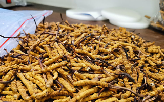 普通冬蟲夏草多少錢一斤？價(jià)格背后的品質(zhì)密碼