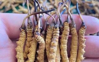 冬蟲夏草曬干幾克最好：按需定重的科學(xué)指南