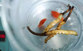 冬蟲夏草一天長(zhǎng)多少株正常？揭開“靈芝之王”的成長(zhǎng)秘密