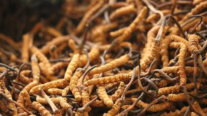 冬蟲夏草服用的五個(gè)常見誤區(qū)，很多人都中招了！