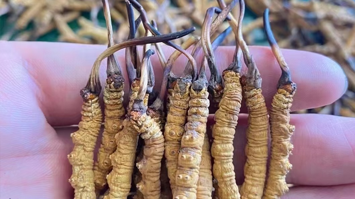 一盒冬蟲夏草多少錢？從規(guī)格到定位的價格解析