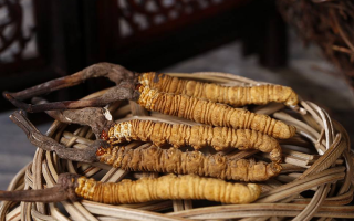 冬蟲夏草煲湯怎么煲好喝？營養(yǎng)與口感雙優(yōu)的實用指南