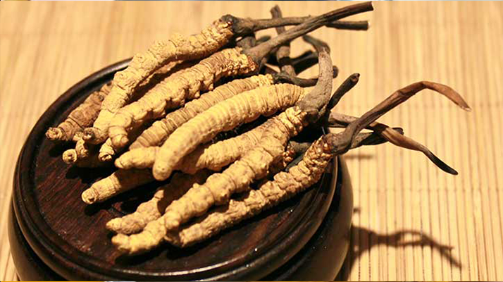 剛挖采的冬蟲夏草怎么辦？科學(xué)處理與儲(chǔ)存指南