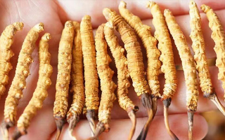 冬蟲(chóng)夏草一根多少錢？?jī)r(jià)格背后的奧秘