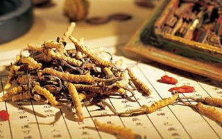 冬蟲夏草適合老人吃嗎？科學(xué)分析與食用建議