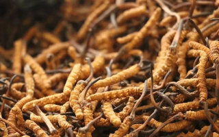 冬蟲夏草現(xiàn)在多少錢？價格探秘